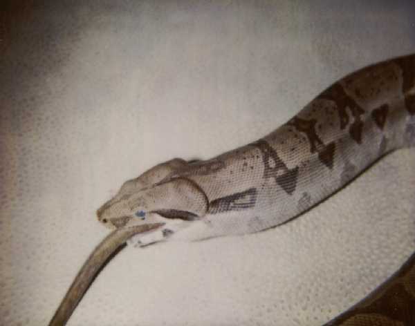 Esmerelda eats a rat